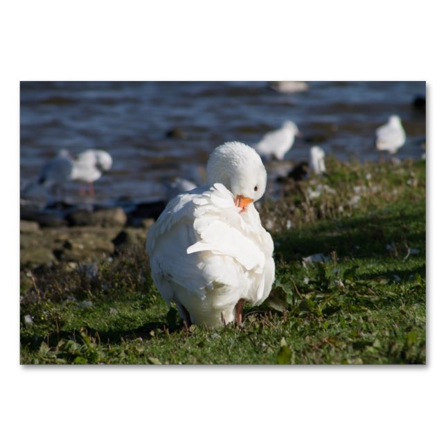 Embden Goose Tischnummer (Vorderseite)