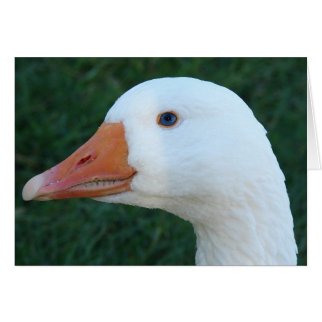 Embeden Goose (Vorderseite (Horizontal))