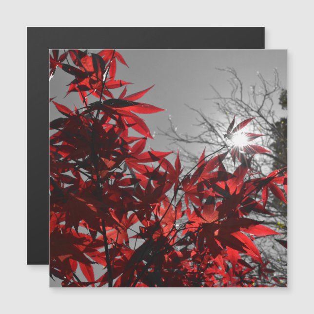 Embers of Autumn Magnetic Card Magnetkarte (Vorne/Hinten)