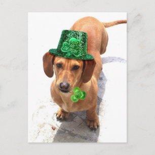 Embrasse-moi Je suis irlandais Dachshund carte pos