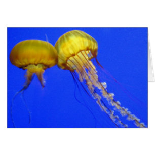 Embrasser la méduse