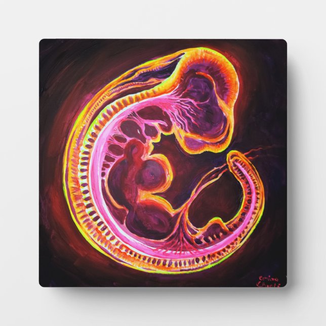 Embryo Fotoplatte (Vorderseite)