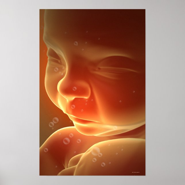 Embryonale Entwicklung 4 Poster (Vorne)