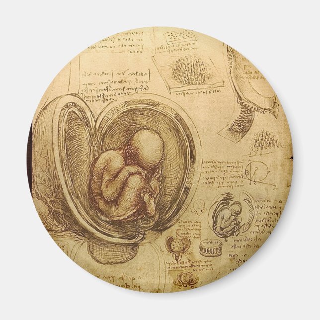 Embryonenstudien Magnet (Vorne)