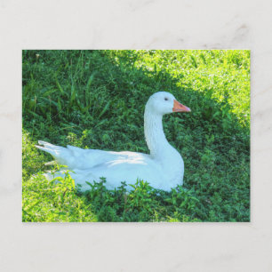 Emden Goose assis à l'ombre de la carte postale