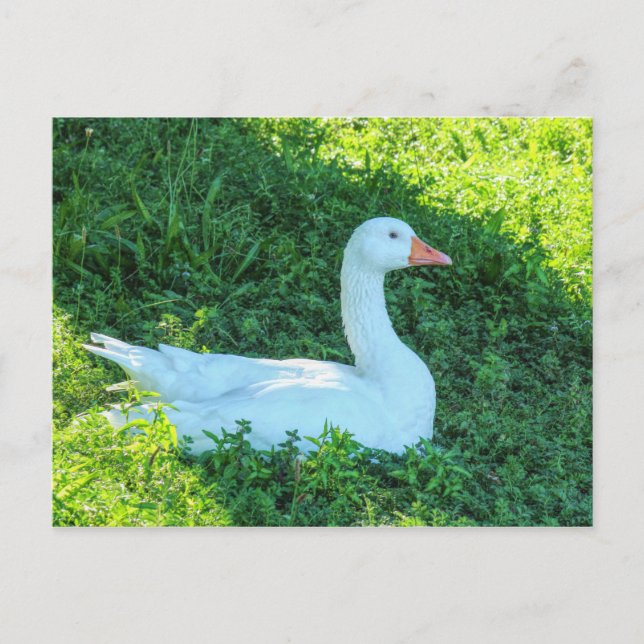 Emden Goose assis à l'ombre de la carte postale (Devant)