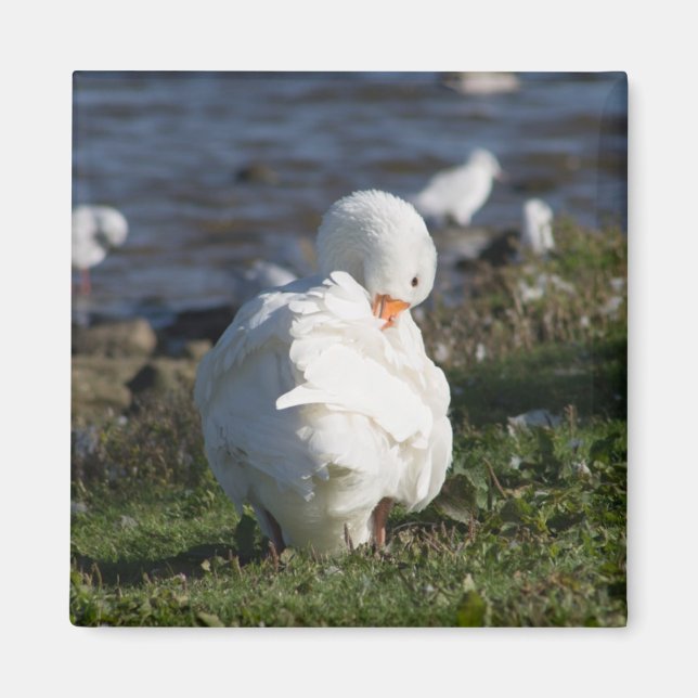 Emden Goose Magnet (Vorne)