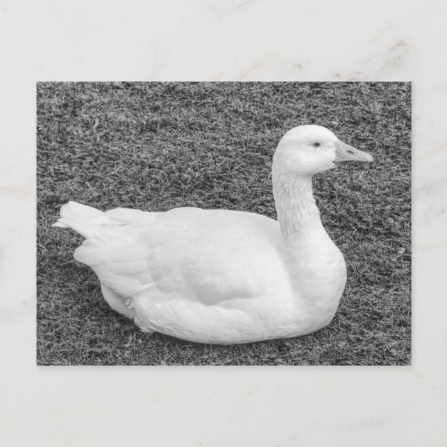 Emden Goose, Roath Park Lake, Cardiff, Wales B&W Postkarte (Vorderseite)