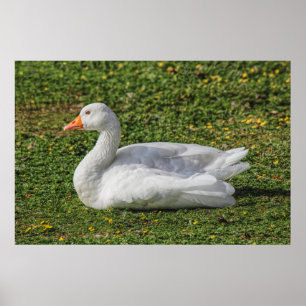 Emden Gose, Roath Park Lake, Cardiff, Wales. Poster