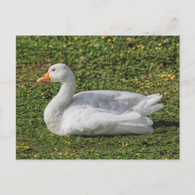 Emden Gose, Roath Park Lake, Cardiff, Wales. Postkarte (Vorderseite)