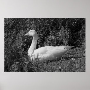 Emder Gans Poster