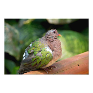Emerald Dove Profil und Perch Fotodruck