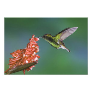 Emerald, Elvira, kopfköpfig, Fotodruck