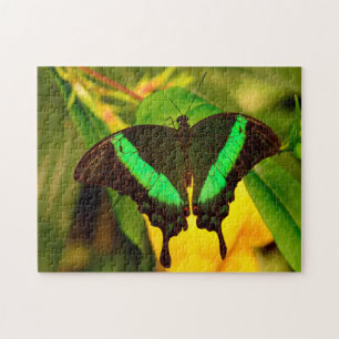 Emerald Frack Butterfly.
