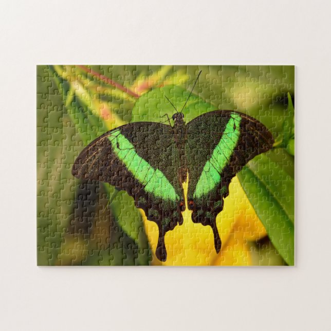Emerald Frack Butterfly. (Horizontal)
