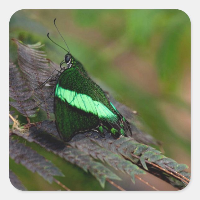 Emerald Frack Quadratischer Aufkleber (Vorderseite)