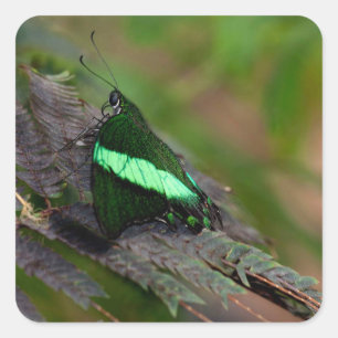 Emerald Frack Quadratischer Aufkleber
