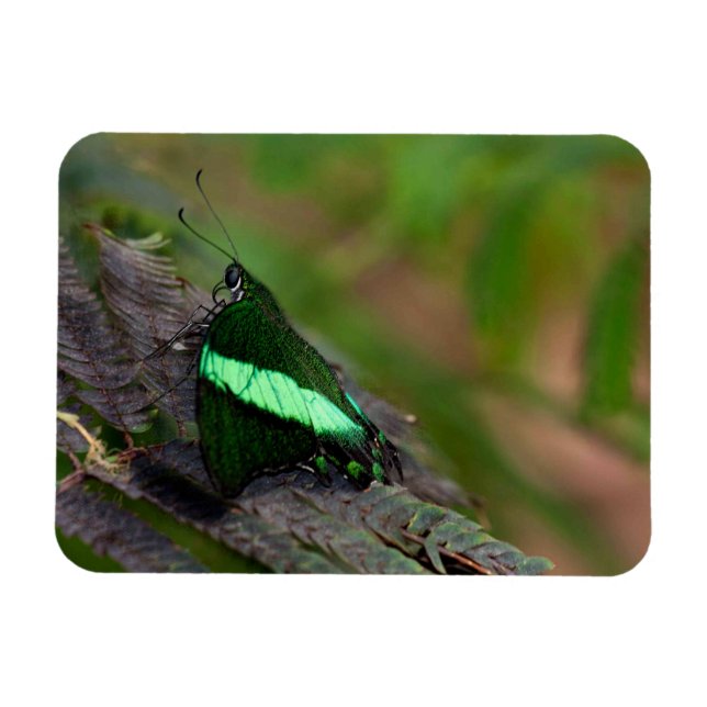Emerald-Frack-Schmetterling Magnet (Horizontal)