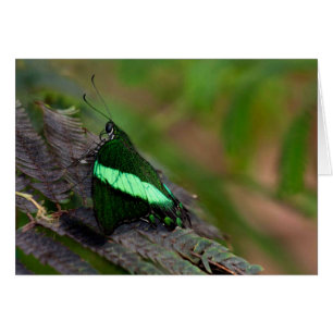Emerald Swallowtail