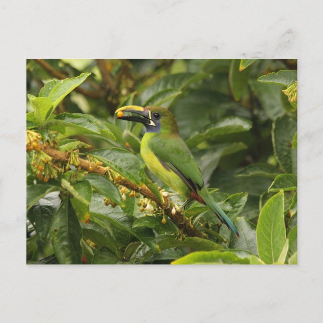 Emerald Toucanet Postkarte (Vorderseite)