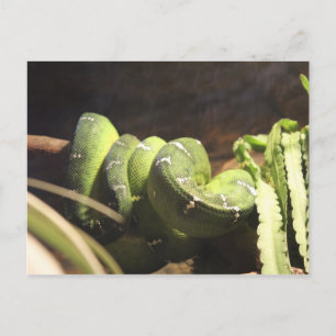 Emerald Tree Boa # 1 Postkarte