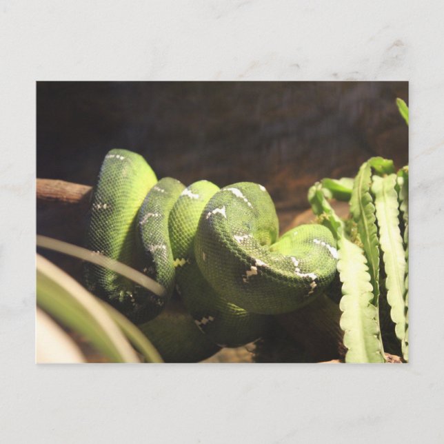 Emerald Tree Boa # 1 Postkarte (Vorderseite)