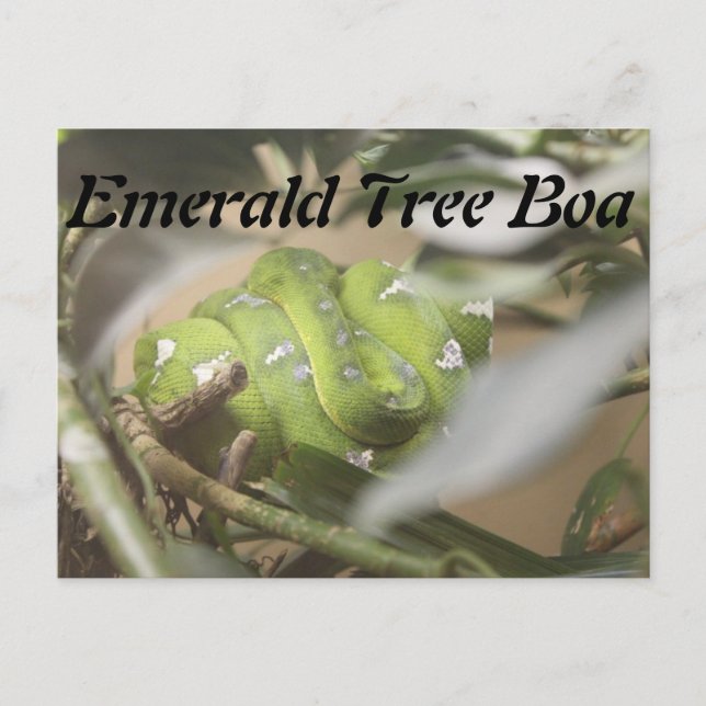 Emerald Tree Boa # 1 Postkarte (Vorderseite)