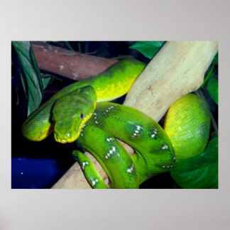 Emerald Tree Boa Poster