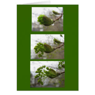 Émergence du printemps