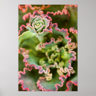 Emerging bud of an Echeveria Plant Poster