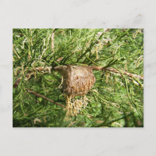 Emerging Mantis ~ Postkarte