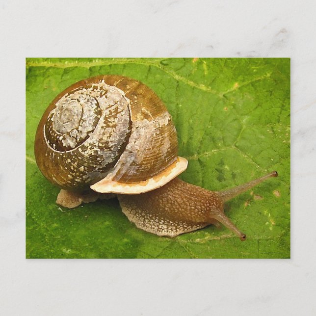 Emerging Snail Postkarte (Vorderseite)