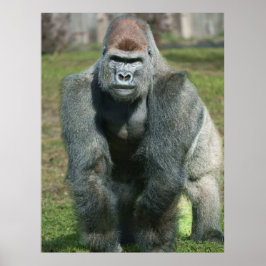 Emerging Strength - Lope the Silverback Poster