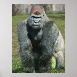 Emerging Strength - Lope the Silverback Poster