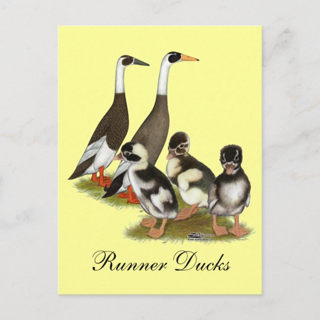 Emery Penciled Runner Duck Family Postkarte (Vorderseite)