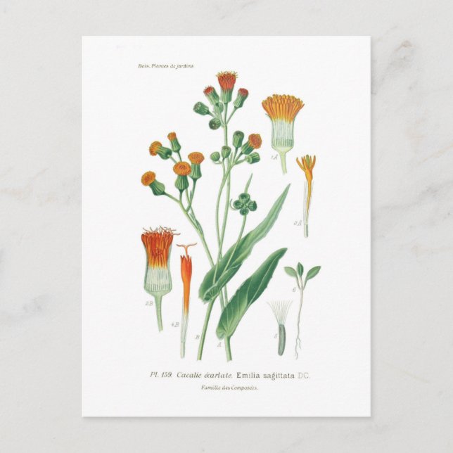 Emilia sagittata postkarte (Vorderseite)