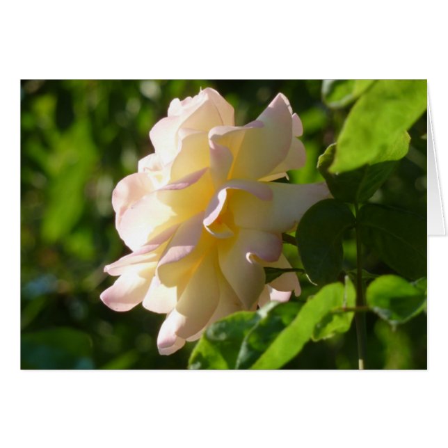 Emilys Rose (Vorderseite (Horizontal))