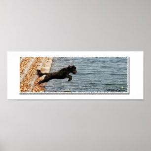 Emma, der portugiesische Wasserhund Poster