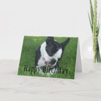Emma the Boston Terrier genießt einen Stock Karte