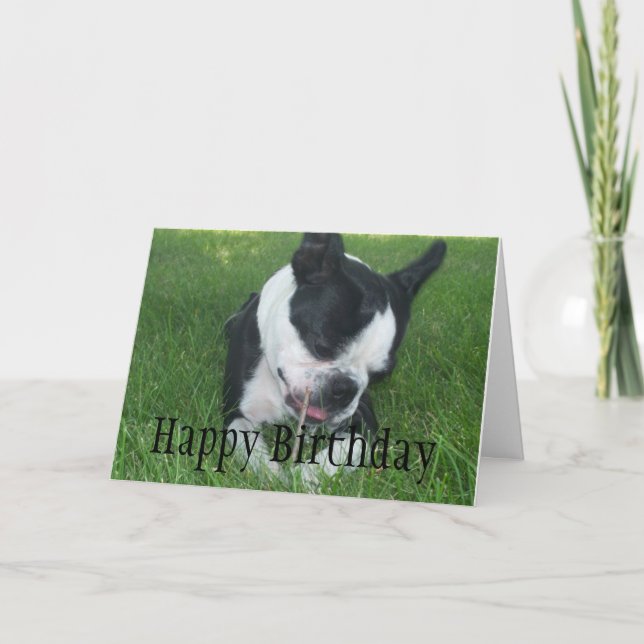 Emma the Boston Terrier genießt einen Stock Karte (Vorderseite)
