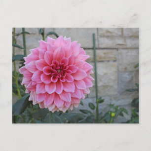 Emory Paul Dinnerplate Dahlia Blume Postkarte