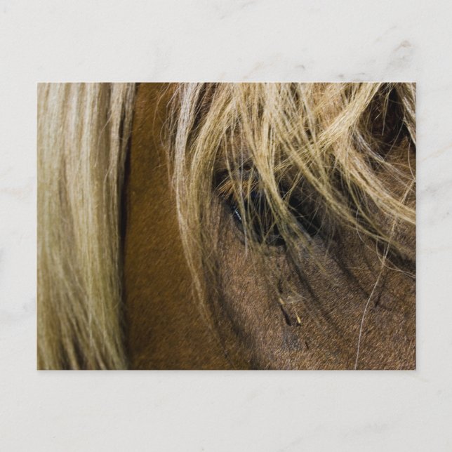 Emotionales Pferd Postkarte (Vorderseite)