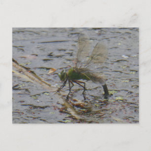 Empereur Dragonfly Fermer do-it-yourself carte pos