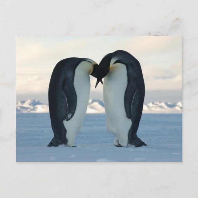 Empereur Penguin Kiss - Carte postale (Devant)