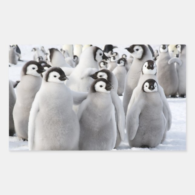 Emperor Penguin Chicks - Aufkleber (Vorderseite)