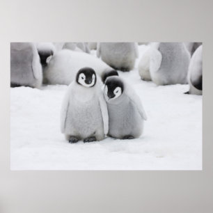 Emperor Penguin Chicks on Ice in Antarctica Poster