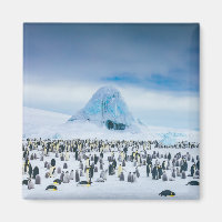 Emperor Penguin Colony