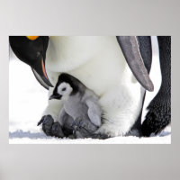 Emperor Penguin Snow Hill Island