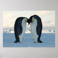 Emperor Penguins Kissing