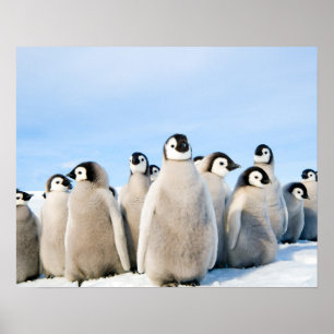 Emperor Pinguin Chicks Poster